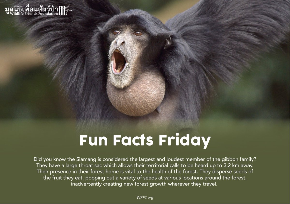 WFFThailand's tweet photo. Fun Facts Friday https://t.co/cYkRpZmooj #funfactfriday #wfft #gibbon #animals https://t.co/696uJe1uKF