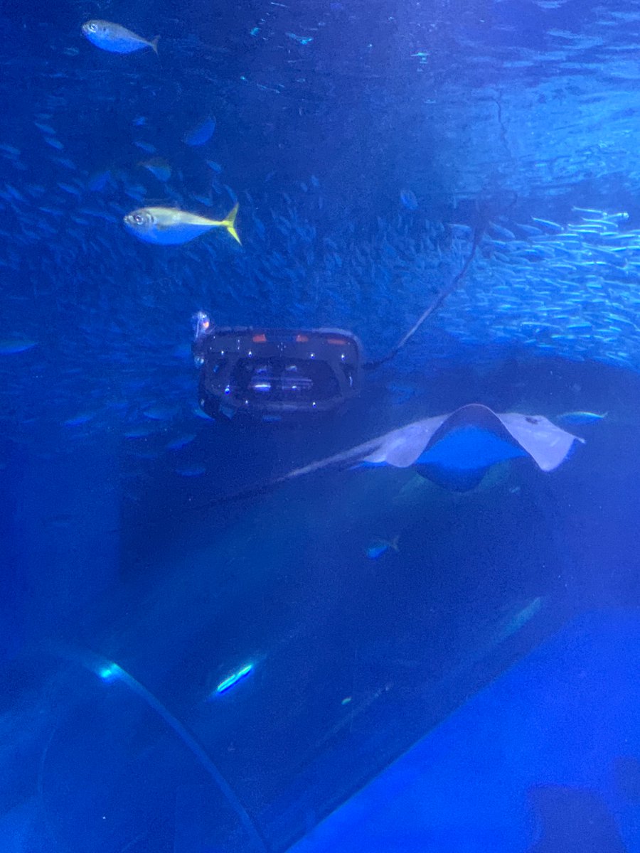 LSF_2019's tweet photo. 水族館の水槽で潜水体験！？

横浜・八景島シーパラダイスで、
水中ドローンとVRを組合せた水中体験ができます。12/8までのイベントなのがもったいくらい面白いです！
#バーチャルオーシャン #八景島 #シーパラ
https://t.co/hz3xDyA1U8 https://t.co/GmZ8K8zaQi