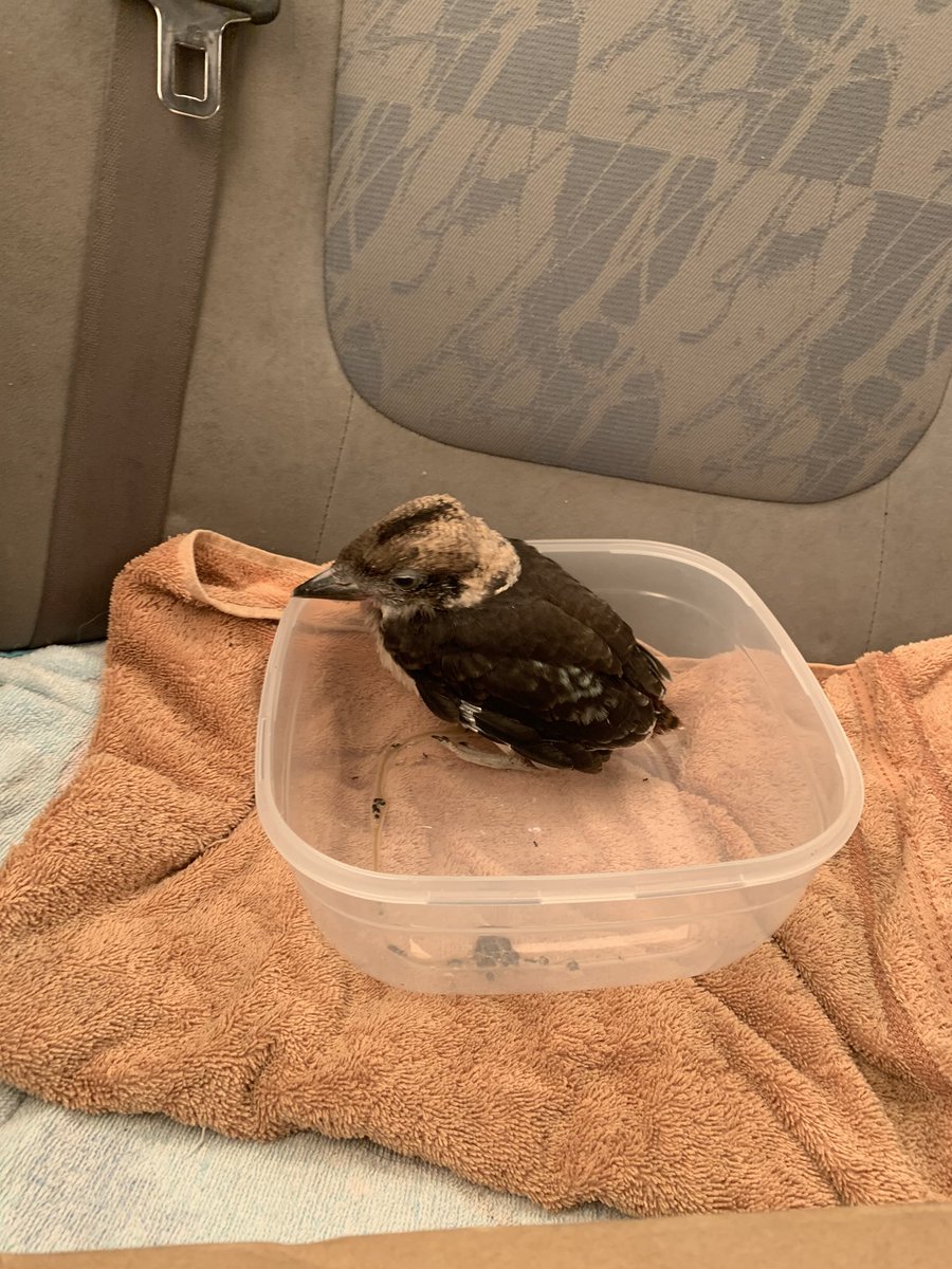 Therealdutrut's tweet photo. Found this baby kookaburra by himself today SAVED! #hero #poorlittlefella vet took him in soon as we picked him up he stopped crying https://t.co/K1w8JZ2F8B