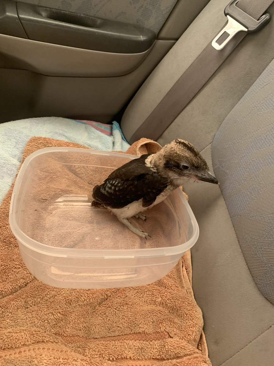 Therealdutrut's tweet photo. Found this baby kookaburra by himself today SAVED! #hero #poorlittlefella vet took him in soon as we picked him up he stopped crying https://t.co/K1w8JZ2F8B