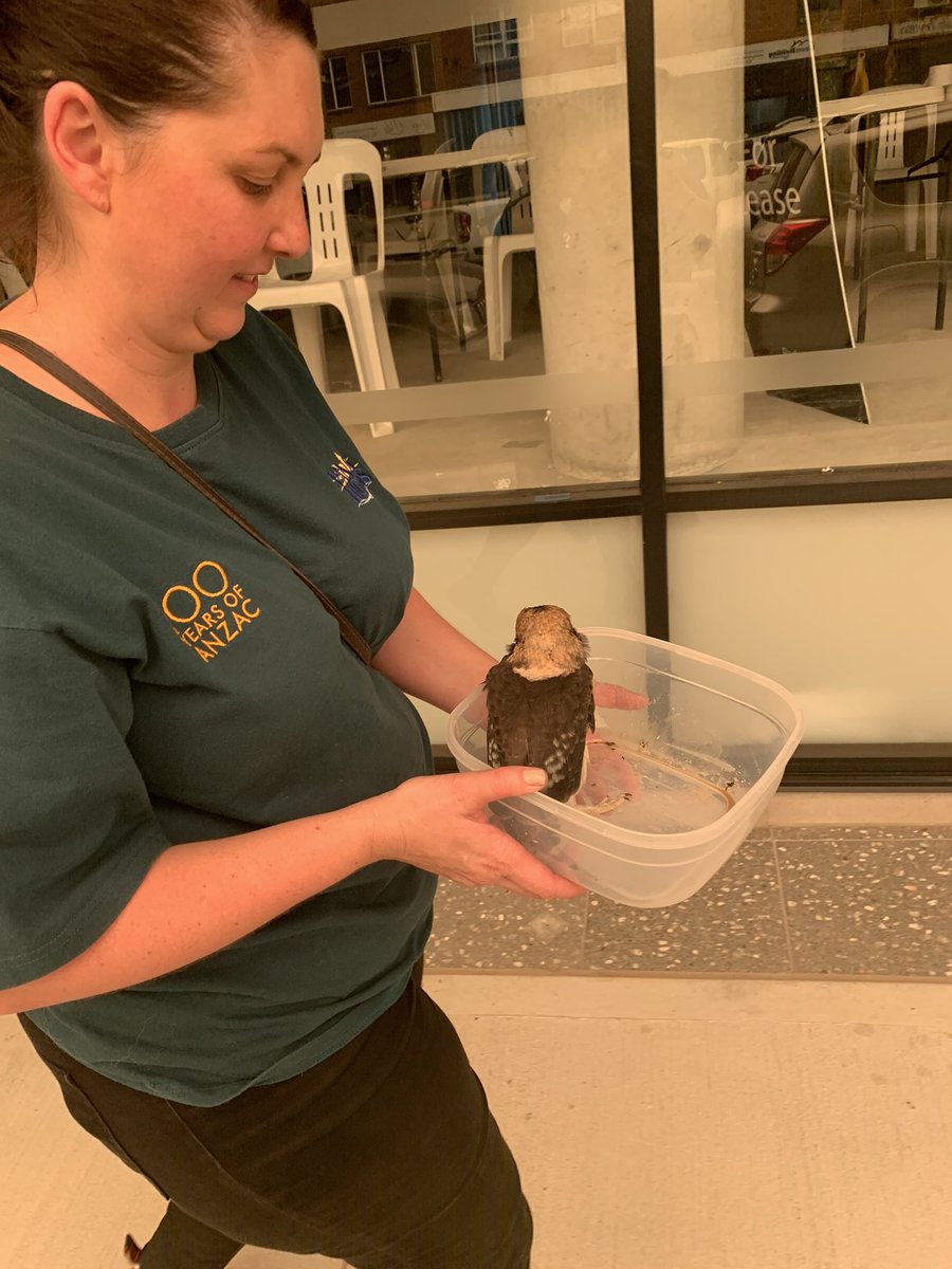 Therealdutrut's tweet photo. Found this baby kookaburra by himself today SAVED! #hero #poorlittlefella vet took him in soon as we picked him up he stopped crying https://t.co/K1w8JZ2F8B