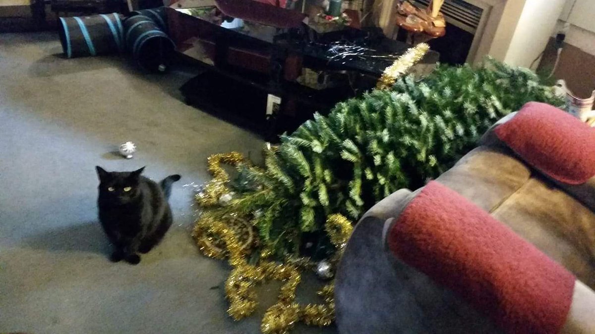 Flashdacat tweet media