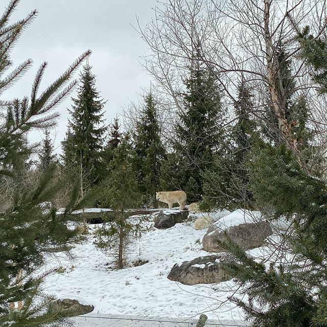 Dolf_DeJong's tweet image. That magic moment when you glance through the trees &amp;amp; see the #arcticwolves @thetorontozoo
So grateful to be part of this team of amazing staff &amp;amp; volunteers! ift.tt/385CBWh