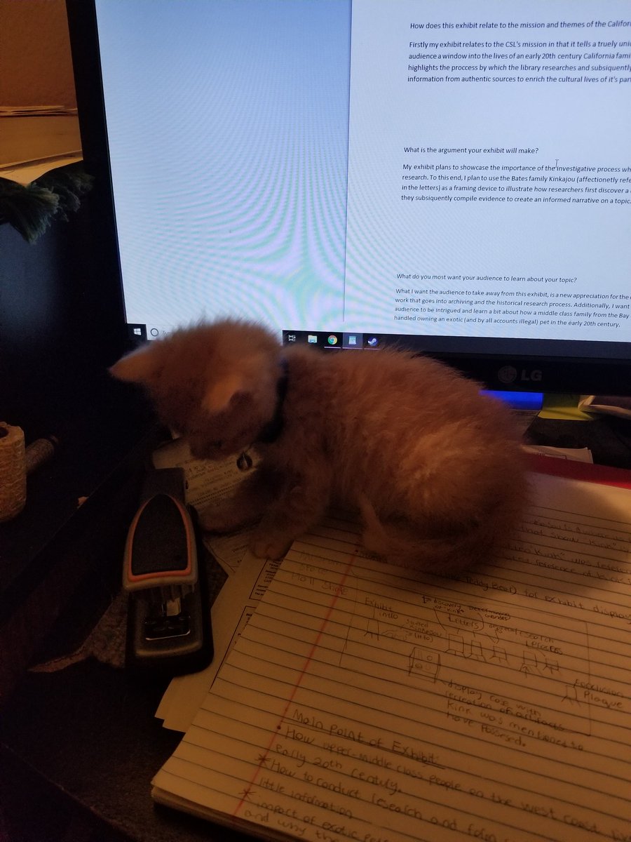 King_Fish95's tweet photo. I think I 've found the perfect assistant for writing the reflection paper of #HIST203. The only issue is he keeps trying to pounce on the mouse. https://t.co/C3kCe14Vwb