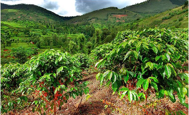 allafrica's tweet photo. Tiny AI Devices Aim to Enrich Farmers and Their Soil: https://t.co/y3CGXXDyMt #Africa #AgroPad #CoffeeFarming https://t.co/OoLRm4VZaV