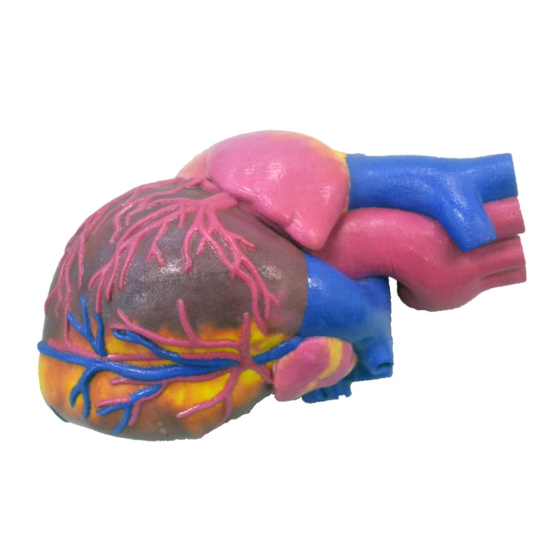 cometrue3d's tweet photo. CometrueⓇ 3D Printer can be applied in Bio-Medical and HealthCare.

ComeTrue® turns files of 3D objects seen from the screen into a reality.

🔍Get more Information: https://t.co/dYQIV99TkR https://t.co/GcKJxsa9x9