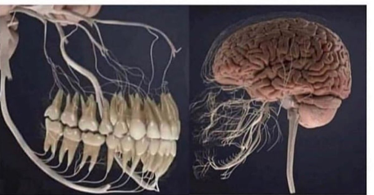 Dengan "kabel2" sensor sebesar ini dari gigi ke Otak, teman-teman yang pernah sakit gigi pasti merasakan betapa dahsyatnya hantaran impuls nyeri dari gigi ke kepala. 

Yang belum pernah, jangan sampai merasakan, ayo jaga kesehatan gigi kita. 

Jangan lupa gosok gigi malam hari.