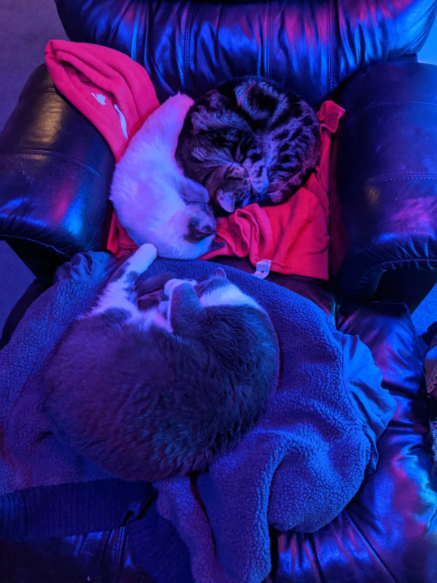 OptionalGames's tweet image. I threw my sweater and jacket on the chair the other day... Guess they've been claimed. BRB buying a new jacket.

#CatsOfTwitter #catsofinstagram #rescue #rescuecats #catslife #BestFriends