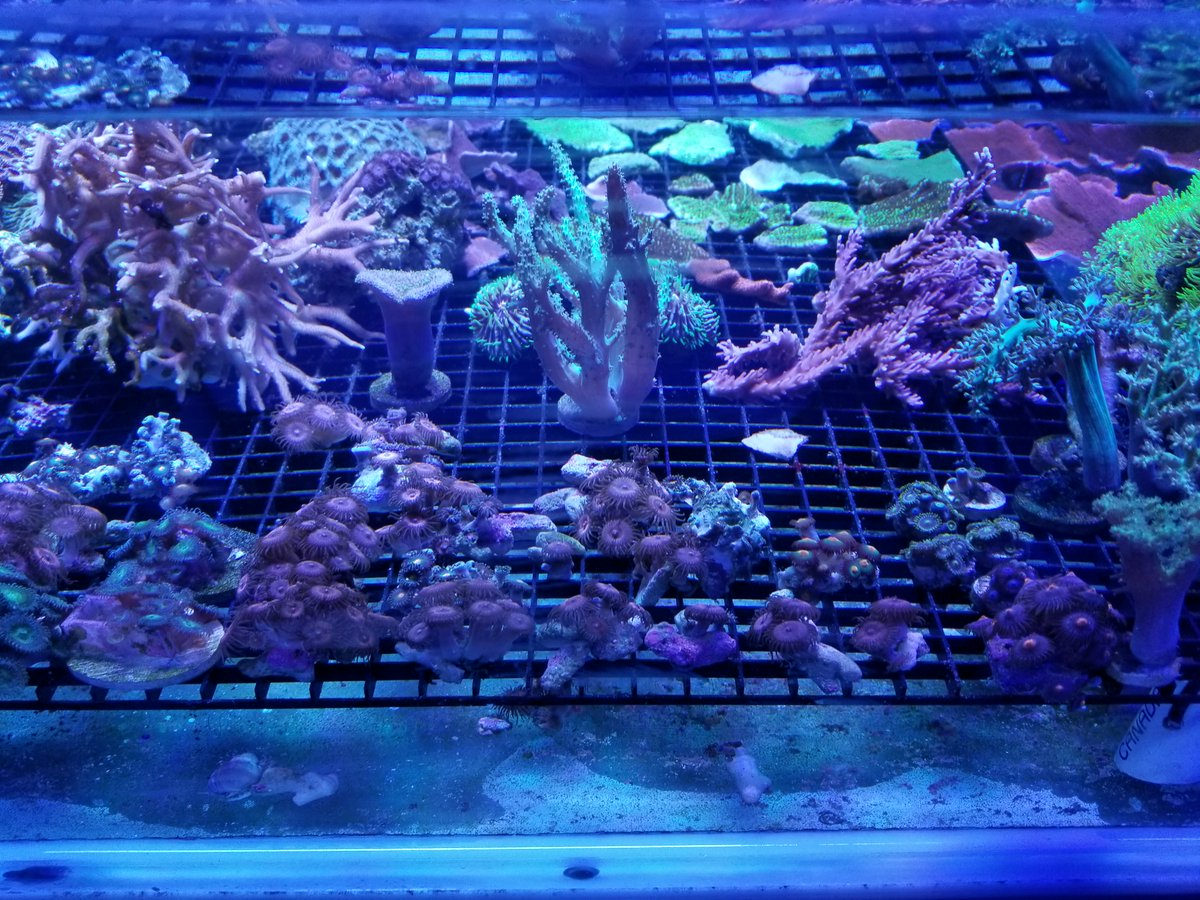 Coral Reef Shop tweet media