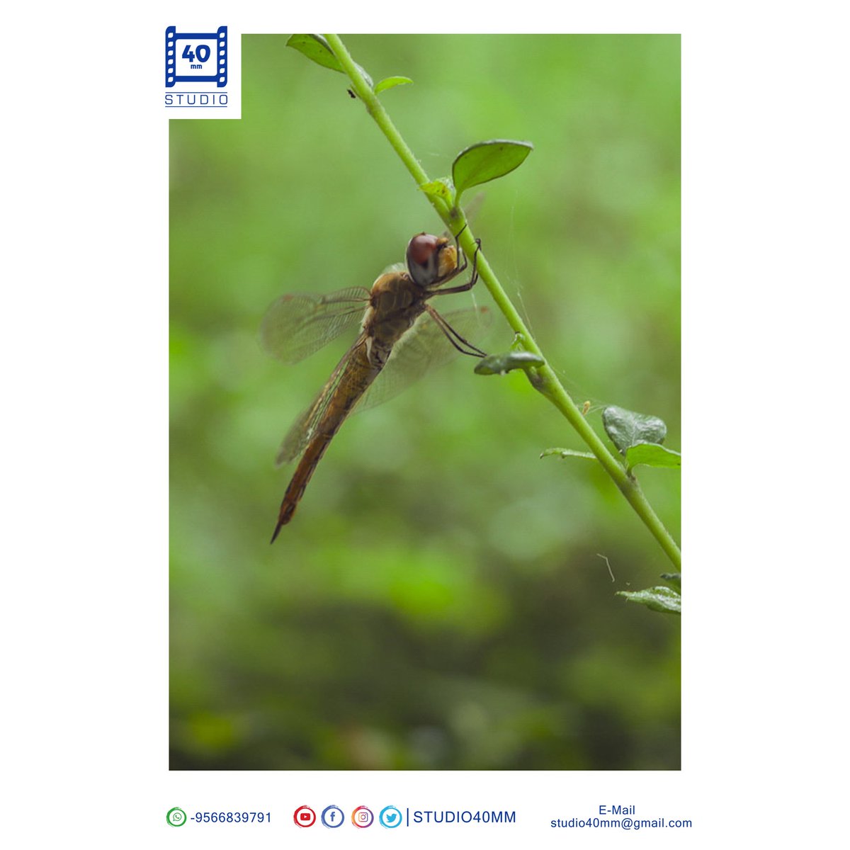 studio40mm's tweet photo. #தும்பி பரந்ததுன்ன...
#தூரத்துல மழை அடிக்கும்...!
#Studio40mm #Clikz #DARTER #NaturalPhotography #Candit #NatureLove #Green #RainyTime #ClimateLove #NithisClikz #40mm #CanditPhotography #40mmStudio 
.
For Shoot &amp; Queries 📞 @ +91 9566839791
.
Follow us #Studio40mm https://t.co/1Oywkb88U2