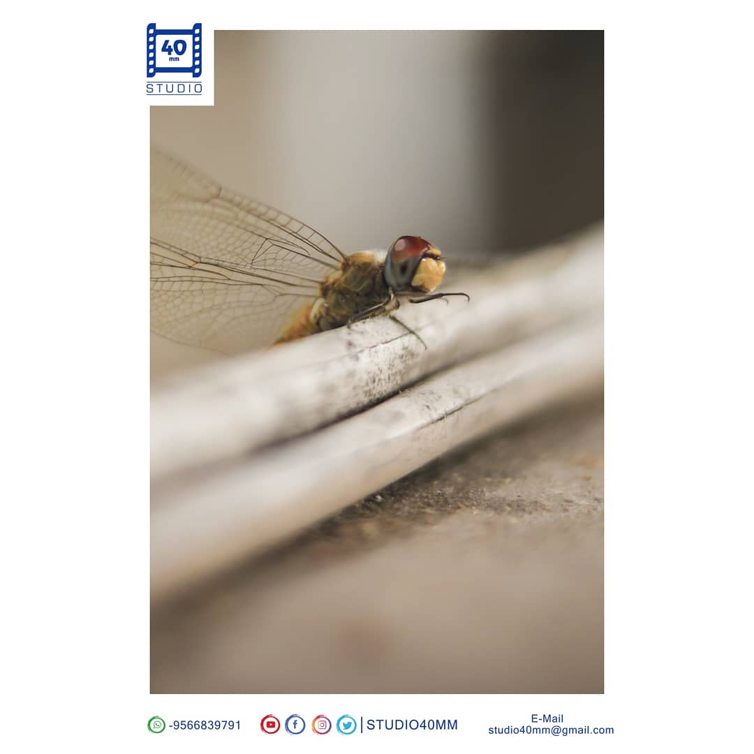 studio40mm's tweet photo. #தும்பி பரந்ததுன்ன...
#தூரத்துல மழை அடிக்கும்...!
#Studio40mm #Clikz #DARTER #NaturalPhotography #Candit #NatureLove #Green #RainyTime #ClimateLove #NithisClikz #40mm #CanditPhotography #40mmStudio 
.
For Shoot &amp; Queries 📞 @ +91 9566839791
.
Follow us #Studio40mm https://t.co/1Oywkb88U2