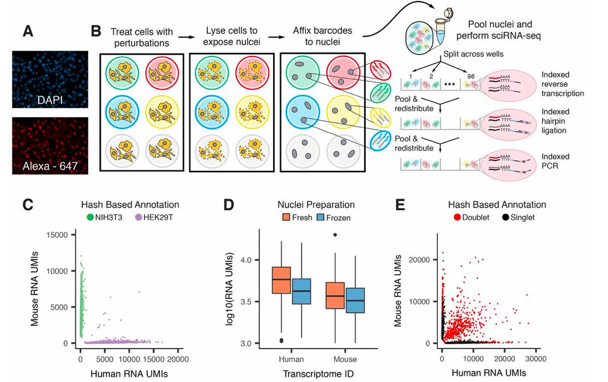 katyac_h2o's tweet photo. @SRsrivatsan just published his first Ph.D. paper  (https://t.co/gIYj4yRzKy), a culmination of endless perseverance, incredible mentorship, and collaborative teamwork-congrats all! 

My Haiku summary of #sciPlex:

One experiment 
Many single cells profiled
Future of drug screens https://t.co/zO7mrmrYSB