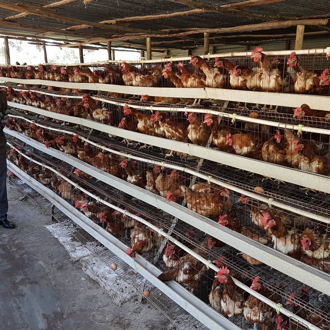 KAMSA POULTRY (@kamsapoultry) on Twitter photo 