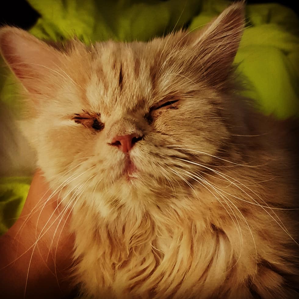 uroosahmed's tweet photo. #whiskeythecat has been feeling cold so she keeps snuggling in with us and I keep falling deeper in love with my little munchkin. #petslikefamily #mamasbaby #crazycatlady #petsofinstagram #catsofinstagram #winterishere #karachiwinters #mysnugglebug https://t.co/0jzTFq6mbg