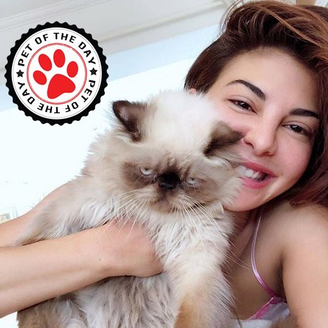 ShopWthHeart's tweet photo. Our #PetOfTheDay 'Yoda' seems to be in need of undivided attention from @Asli_Jacqueline! 
#PetsOfInstagram #Petstagram #Cats_of_world #CatsOfInstagram  #JacquelineFernandez https://t.co/5185kMiTTu