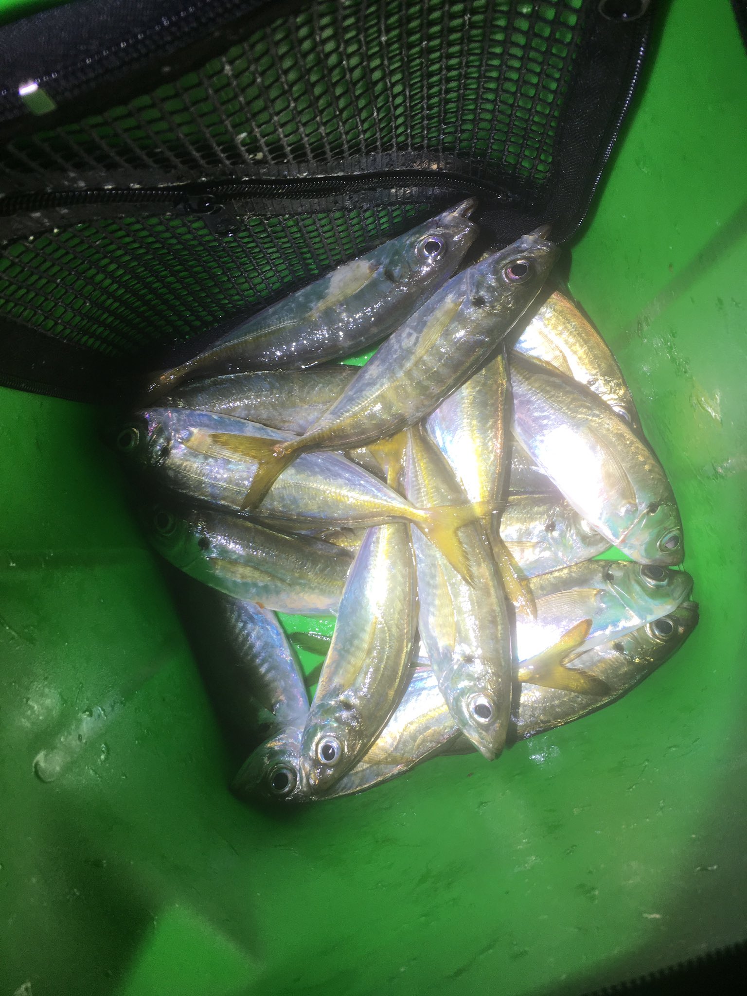 ヲカダ 兵庫 前回の淡路島アジング 常夜灯のあるところは軽量ジグヘッドで 常夜灯の無いところは1 4gジグヘッドで ボトムサーチ 釣り ルアー アジング 淡路島釣り 淡路島アジング レンジクロスヘッド アジアダー 月下美人 セルテート Cbs