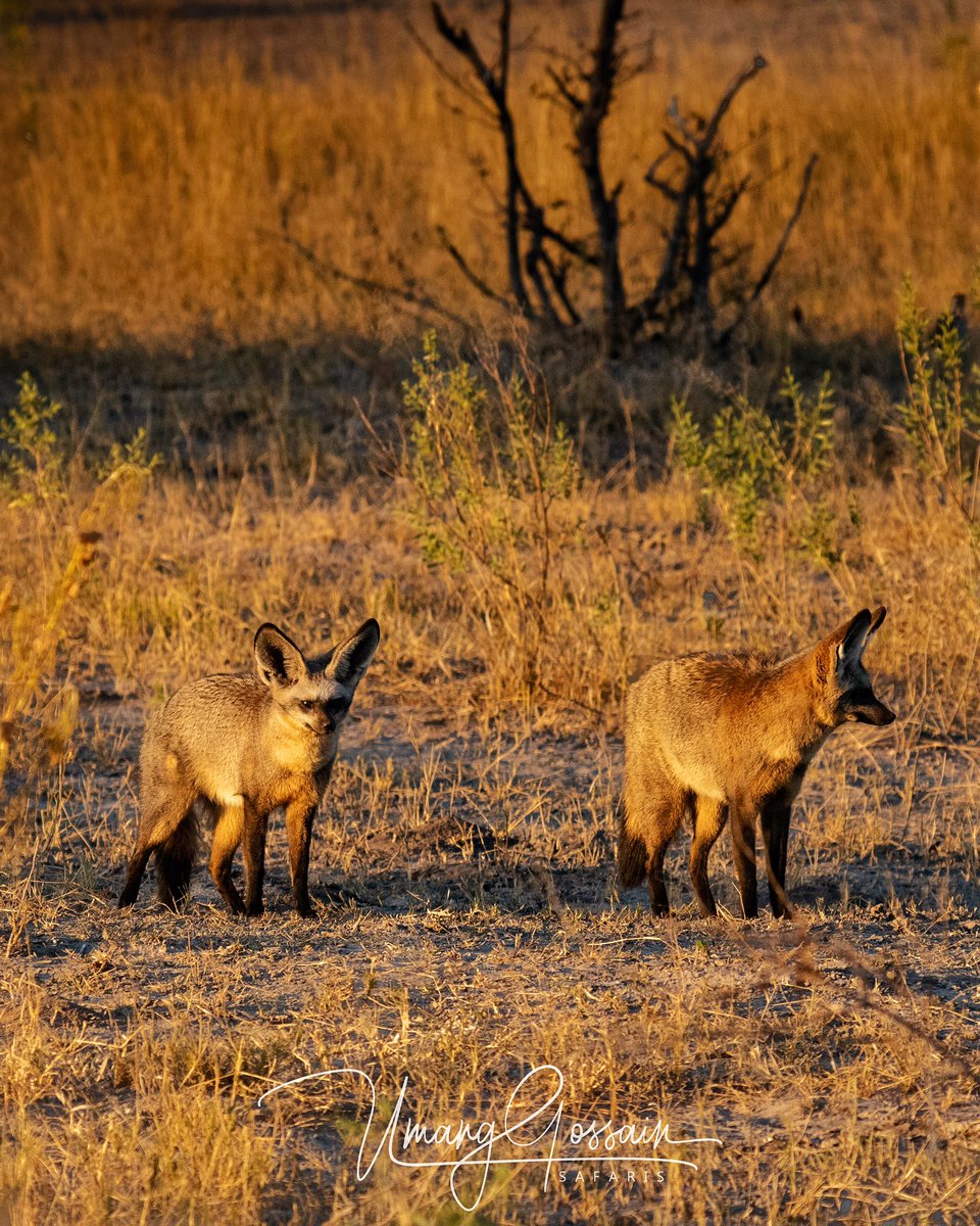 ubonsafari's tweet photo. So cool to see these pair of monogamous #batearedfoxes!!
The #QorokweConcession in #Okavango Delivers again! โ Get in touch for some great #Safari #deals to #Botswana.
info@ubonsafari.com | https://t.co/KOqwq1gHZT
๐ธ @ubonsafari @WeAreWilderness #Africa #vacation #travel https://t.co/r81KoPju5l