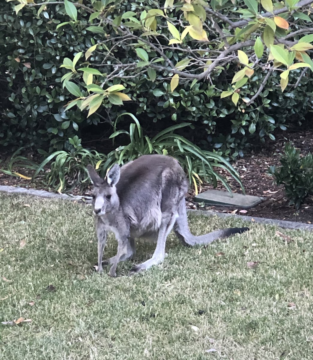 msodwyer's tweet photo. Shoutout to the good people at @actgovernment Access Canberra who just gave us reassuring advice about the mama kangaroo who has taken up residence in our yard. We were worried she was sick, but she’s just taking advantage of our lawn to make milk for her joey. #austraya https://t.co/nvIeLVjUCZ