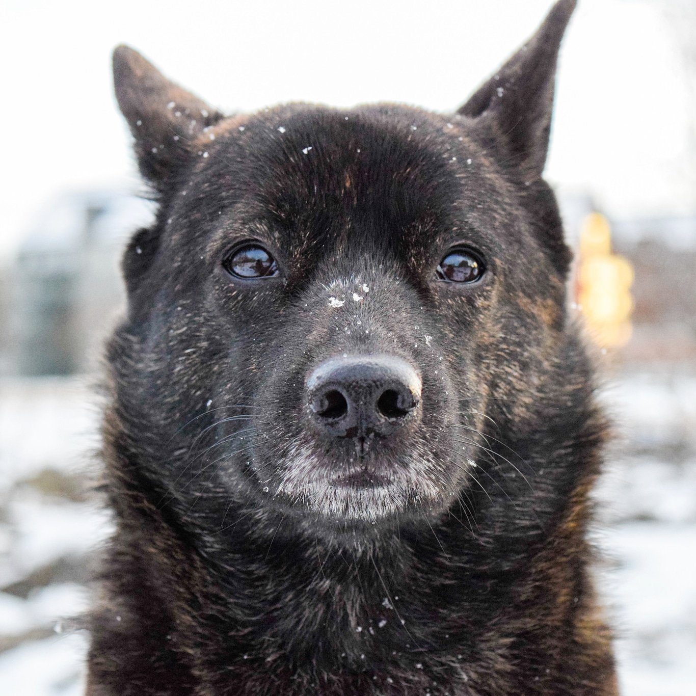 Anna Sak Annakaiyamato Twitter