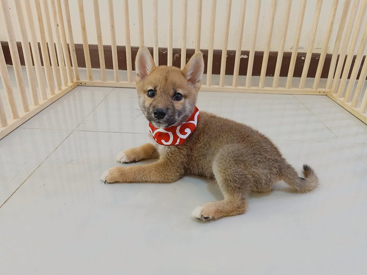 AliceIlada's tweet photo. Yume puppy (M2)
Shiba inu male 78 days old.
จำหน่ายชิบะ อินุ พ่อพันธุ์แม่พันธุ์นำเข้าจากญี่ปุ่น เอกสารค���บ ชิบะทุกตัวมีใบเพ็ดดีกรีการันตรีจากสมาคมอนุรักษ์ญี่ปุ่น Nihonken hozonkai🇯🇵
หน้าฟาร์มอยู่ที่พัทยาค่ะ 
0947386993 ไอซ์ค่ะ
Line id
icezoloony
#shiba #shibainu #ขายหมา #ขายชิบะ https://t.co/8rUjzxJWq7