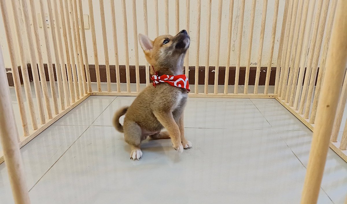 AliceIlada's tweet photo. Yume puppy (M2)
Shiba inu male 78 days old.
จำหน่ายชิบะ อินุ พ่อพันธุ์แม่พันธุ์นำเข้าจากญี่ปุ่น เอกสารค���บ ชิบะทุกตัวมีใบเพ็ดดีกรีการันตรีจากสมาคมอนุรักษ์ญี่ปุ่น Nihonken hozonkai🇯🇵
หน้าฟาร์มอยู่ที่พัทยาค่ะ 
0947386993 ไอซ์ค่ะ
Line id
icezoloony
#shiba #shibainu #ขายหมา #ขายชิบะ https://t.co/8rUjzxJWq7