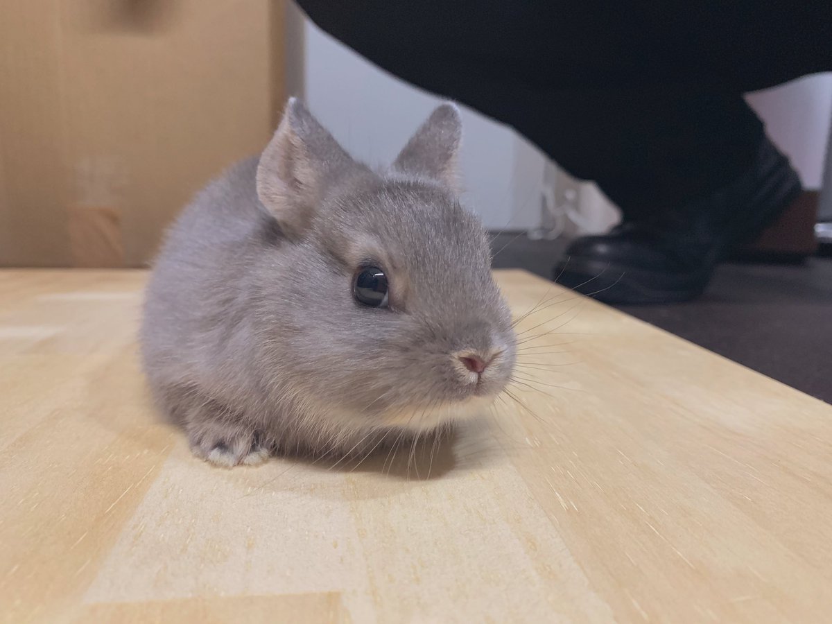 ぼる 小惑星ヌンベチマン A Twitter どなたかウサギもらってくれる方いませんか 生後1ヶ月です 種類 性別は分からないんですけど もらっていただければありがたいです リプでもdmでも構わないです うさぎさんの性欲 うさぎ 里親募集 108円で売ってたら