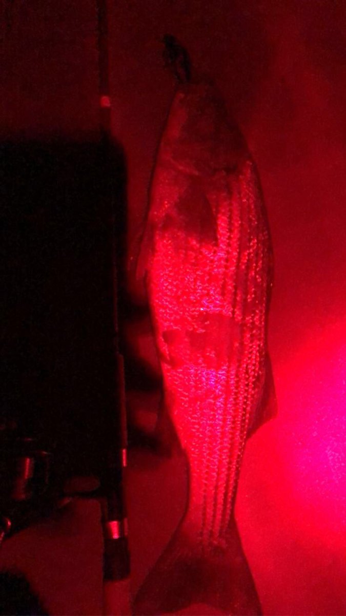 JarredP's tweet image. Late Night bAss Bite, 5 fish to 7 pounds #chasintides #chasin7s #advancednovice #SPMinnow Mother Nature makes me happier than you. Make reality a good life cause it won’t change.. #fyb