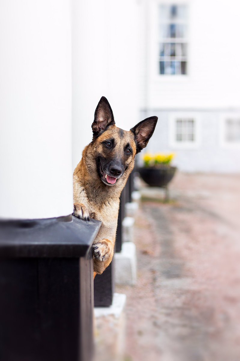 Who loves dogs out there? I think this is my favourite image this year. #dogphotography #dog #pets  <a href="/CanonUKandIE/">Canon UK and Ireland</a> #projectdogface