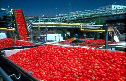 OvieAli's tweet photo. Great News:

Gino Tomato begins construction of their N20bn tomato paste project in Kebbi state, to stop importing the product from their factories in Europe. It would look like #Pic_3 after completion; to be sited within their 1000-hectare farmland and factory in Ngaski. https://t.co/5i1oiH68qT