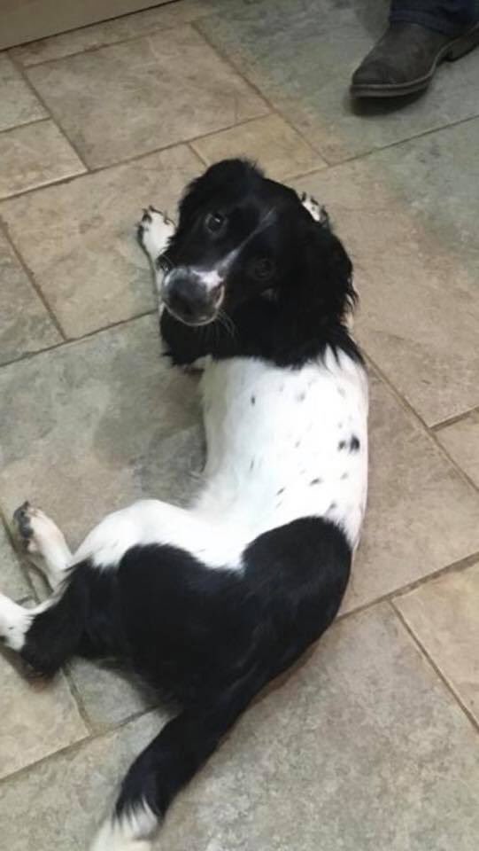 rosieDoc2's tweet photo. ❤️❤️❤️INKA IS HOME❤️❤️❤️
❤️JUST FANTASTIC NEWS - INKA stolen, 13/8/19 along with her friend LUNA is home safe❤️ #LetsfindLuna 😞
https://t.co/5x8xMXn3F8
LUNAS DL LINK ⬇️
https://t.co/7aHdBKx0Zk https://t.co/uKTp5XKqeJ