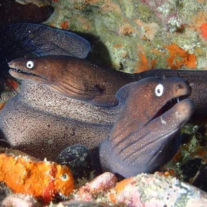 ScubaLegends's tweet photo. No words needed😍🤙
#padi #underwaterlife #underwater #scubalove #scubalife #scubadiving #scuba #divingcanaryislands #grancanaria #divers #diving #divetrip #divetips #Underwaterworld #scubadivinggirls #girlsthatscuba #paditv #tauchen #buceo #busseig #plongée #duiken https://t.co/RtGy8518Sz