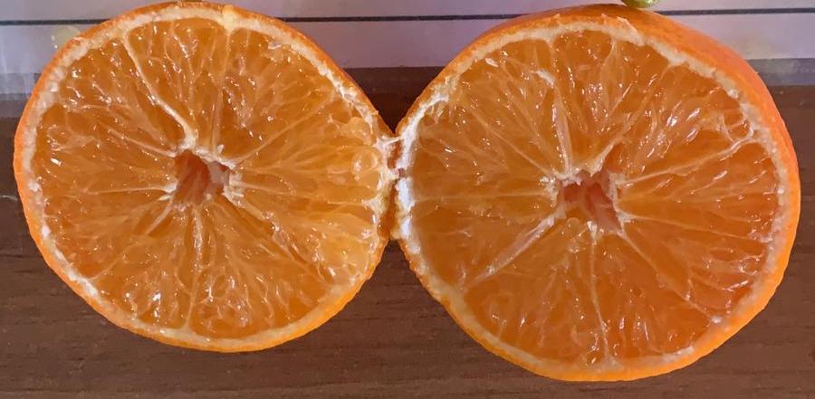 AkpaTurkey's tweet photo. A very sweet mandarin Nova has a rich flavor and good texture and waiting your orders.

Season November - January.

Don't miss them and reserve your quantity now 

#akas #akpa #mandarins #oranges #citrus #lemons #fruits #turkishexport #harvest2019 https://t.co/XeQZmP5N1R