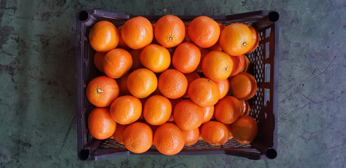 AkpaTurkey's tweet photo. A very sweet mandarin Nova has a rich flavor and good texture and waiting your orders.

Season November - January.

Don't miss them and reserve your quantity now 

#akas #akpa #mandarins #oranges #citrus #lemons #fruits #turkishexport #harvest2019 https://t.co/XeQZmP5N1R