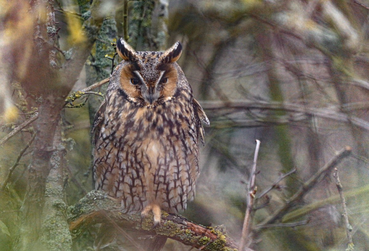 Long eared Owl at Isle of Sheppey yesterday. Not sure if this is a Tweet or  a Hoot!