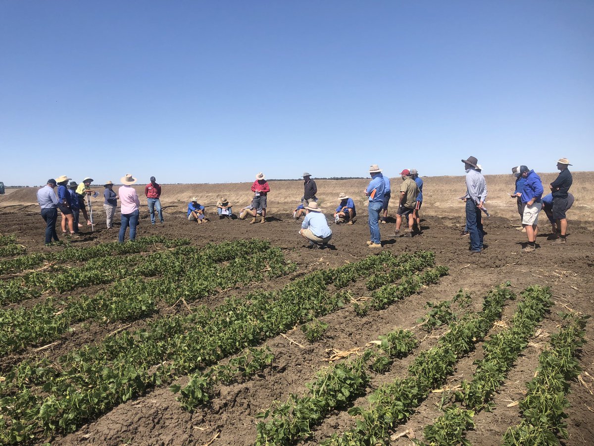 onthepulseAUS's tweet photo. Actually saw some mungbeans growing today, not a big area and a research trial but there

Pulse Check Field Day today at Hopeland: excellent turnout, good info from presenters (and gone before too hot)

Thanks to the talkers, attendees and cooperator #northernpulsecheck https://t.co/pRQ3JmiydY