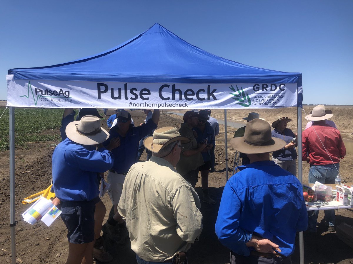 onthepulseAUS's tweet photo. Actually saw some mungbeans growing today, not a big area and a research trial but there

Pulse Check Field Day today at Hopeland: excellent turnout, good info from presenters (and gone before too hot)

Thanks to the talkers, attendees and cooperator #northernpulsecheck https://t.co/pRQ3JmiydY