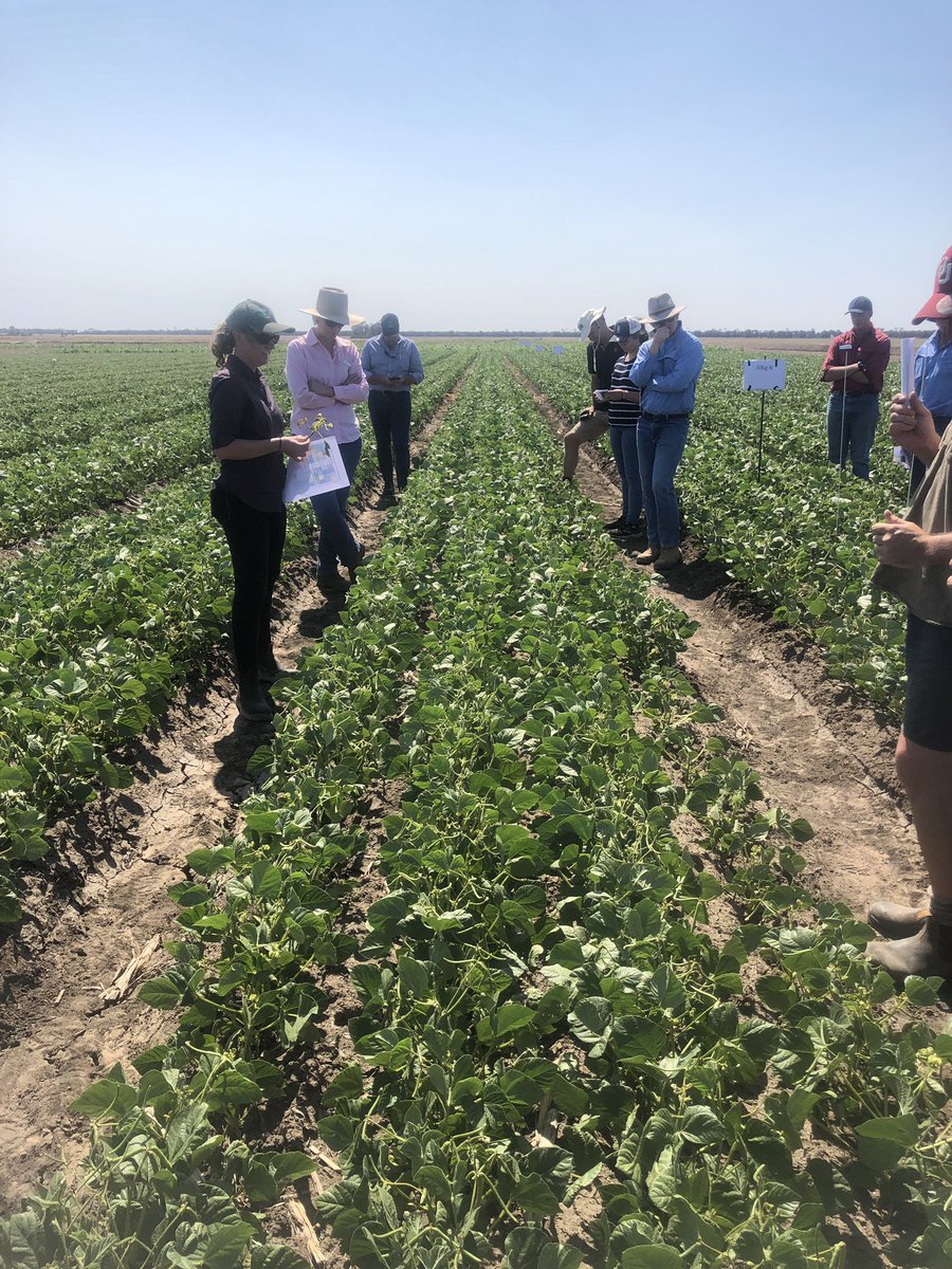 onthepulseAUS's tweet photo. Actually saw some mungbeans growing today, not a big area and a research trial but there

Pulse Check Field Day today at Hopeland: excellent turnout, good info from presenters (and gone before too hot)

Thanks to the talkers, attendees and cooperator #northernpulsecheck https://t.co/pRQ3JmiydY