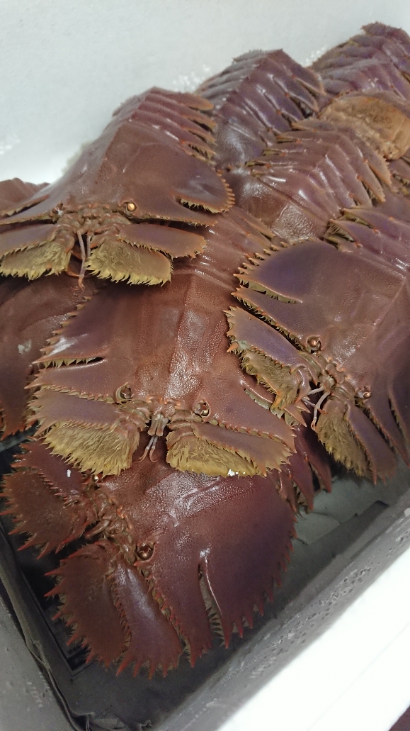 学士会館 学士会館の中国料理 紅楼夢 に名前は面白いがすっごく美味しい食材が入荷しました その名も ウッカリカサゴ と ウチワエビ どちらも正式な和名です 名前の由来を調べるのも楽しいですね 入荷数が少ないので裏メニュー的な扱いですが 運