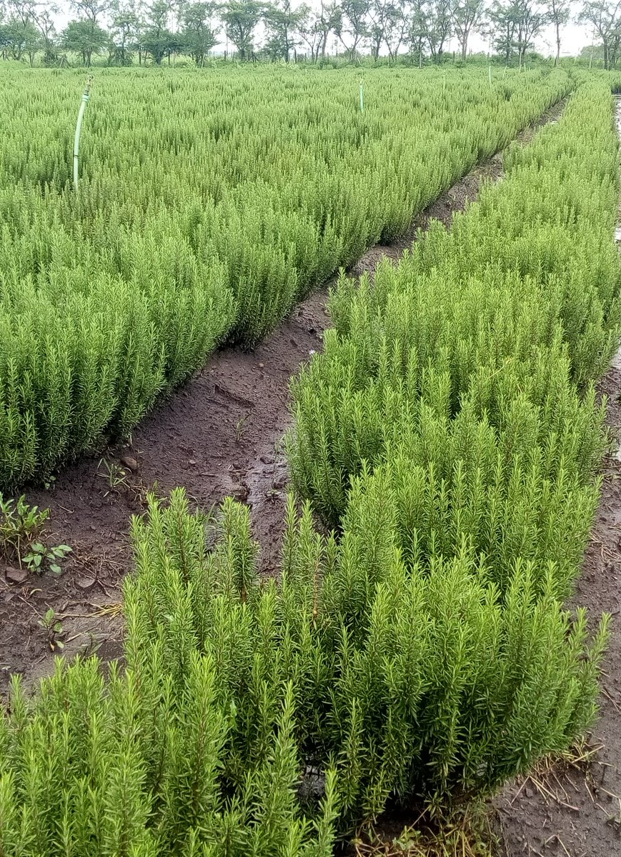 CalebKaruga's tweet photo. Learning about Rosemary farming in Rongai. Google says Rosemary oil treats Androgenetic Alopecia (male pattern baldness) by preventing a byproduct of testosterone from attacking your hair follicles...
I'm scratching my head...Globally, demand for Rosemary is at an all time high! https://t.co/FfLyExveoV