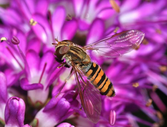 PCI_Ecology's tweet image. 1/2 A new #preprint #peerreview &amp;amp; recommended by @PCI_Ecology: de Manincor et al. @Dynafor_Lab #CEFE Does phenology explain plant-pollinator interactions at different latitudes?.... doi.org/10.5281/zenodo…  #OpenScience #hoverfly #pollinator #plantinsect #interaction #pehnology