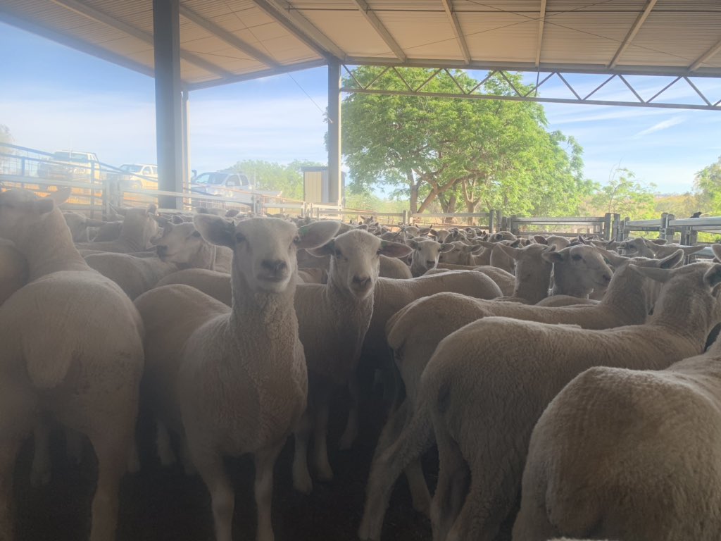 karrawarra's tweet photo. Muscle and fat scanning this week at @karrawarra. So chuffed with how the Highlanders and FocusPrimes have performed under such a tough season considering we have not yet broken out the feed cart. Very excited to get the data in the for 13th dec Lambplan run https://t.co/oeWB57YWgH