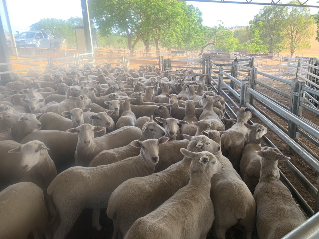 karrawarra's tweet photo. Muscle and fat scanning this week at @karrawarra. So chuffed with how the Highlanders and FocusPrimes have performed under such a tough season considering we have not yet broken out the feed cart. Very excited to get the data in the for 13th dec Lambplan run https://t.co/oeWB57YWgH