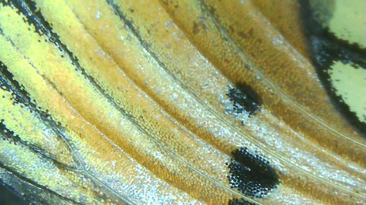 davecaleb's tweet photo. In K1 today we used a wireless digital microscope to capture very close up images of some insects from outside the classroom. @bro1 #uwcsea #uwcsea_east #uwclearn https://t.co/ZfGoMptGKT