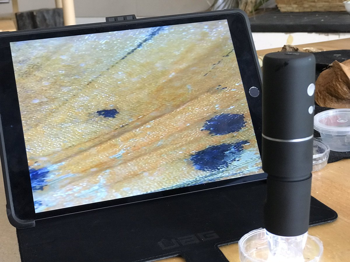 davecaleb's tweet photo. In K1 today we used a wireless digital microscope to capture very close up images of some insects from outside the classroom. @bro1 #uwcsea #uwcsea_east #uwclearn https://t.co/ZfGoMptGKT