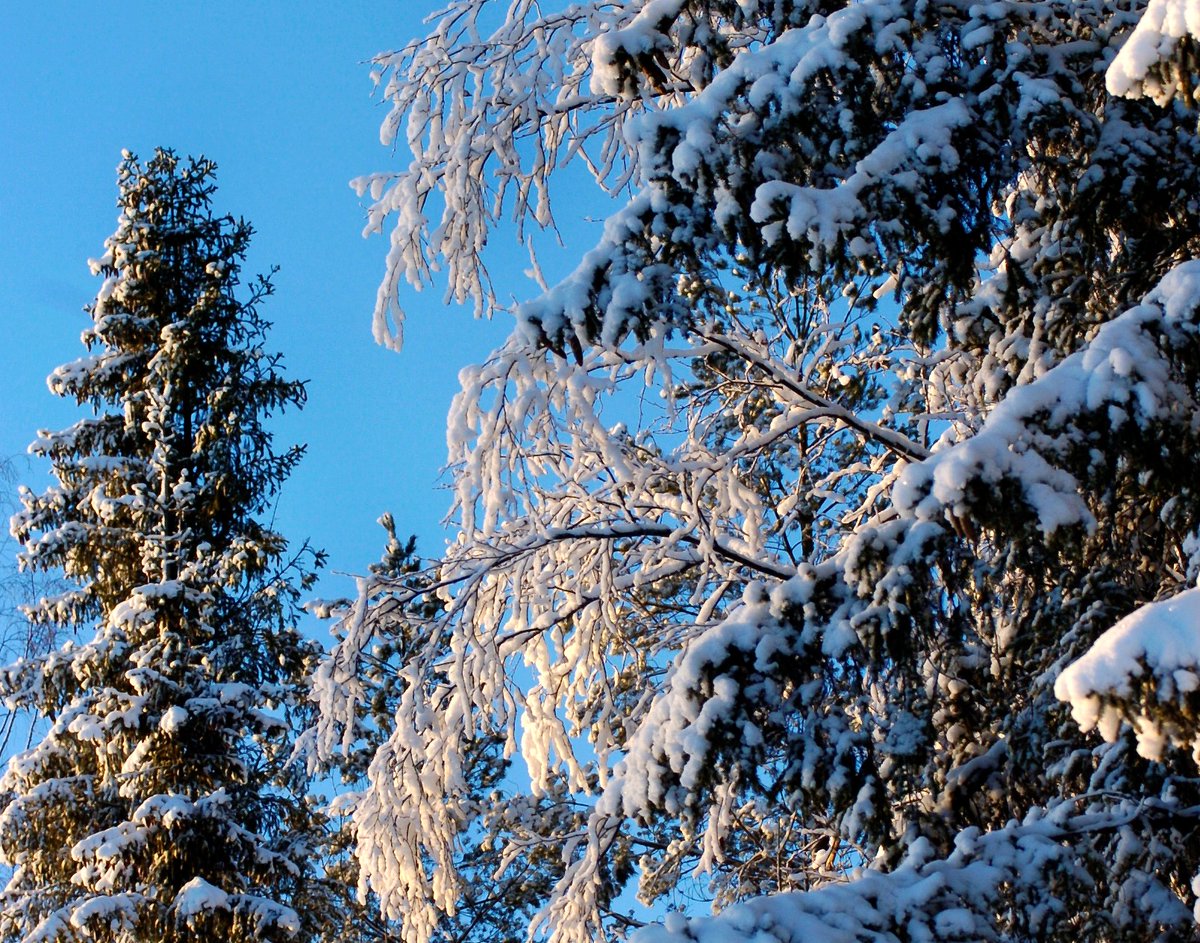 Happy Independence Day Finland! 🇫🇮 

Today, on the 6th of December, we are celebrating Finland's 102nd year of independence.

#finland102 #suomi102