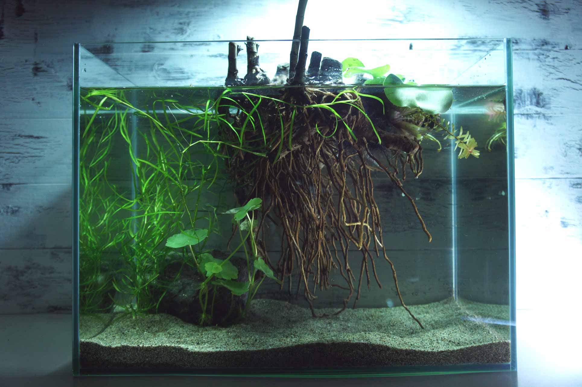 Twitter 上的 Wood Drops ラピュタの下半分っぽい流木です アクアリウム インテリア 熱帯魚 水槽 趣味 ペット メダカ 水草 水景 雑貨 部屋 T Co Kdgh75wwia Twitter