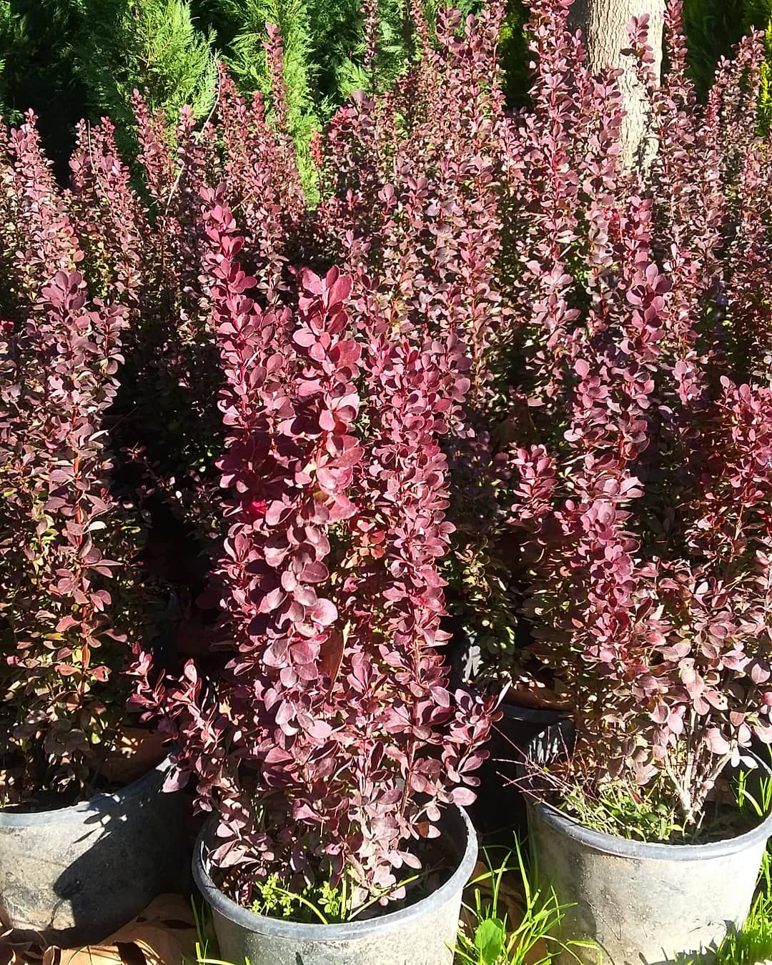 Барбарис Тунберга Red Rocket