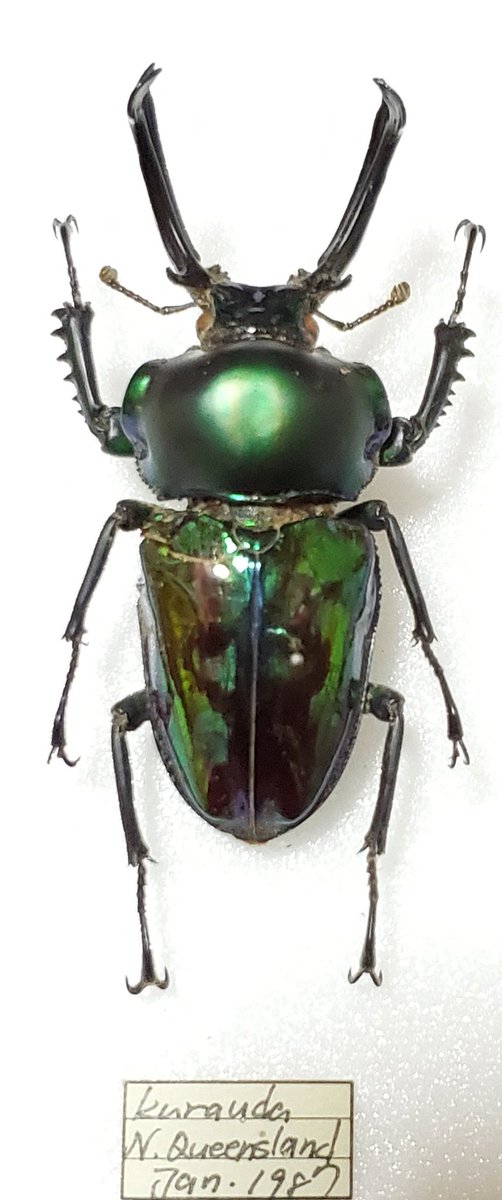 ニジイロクワガタ 野外品