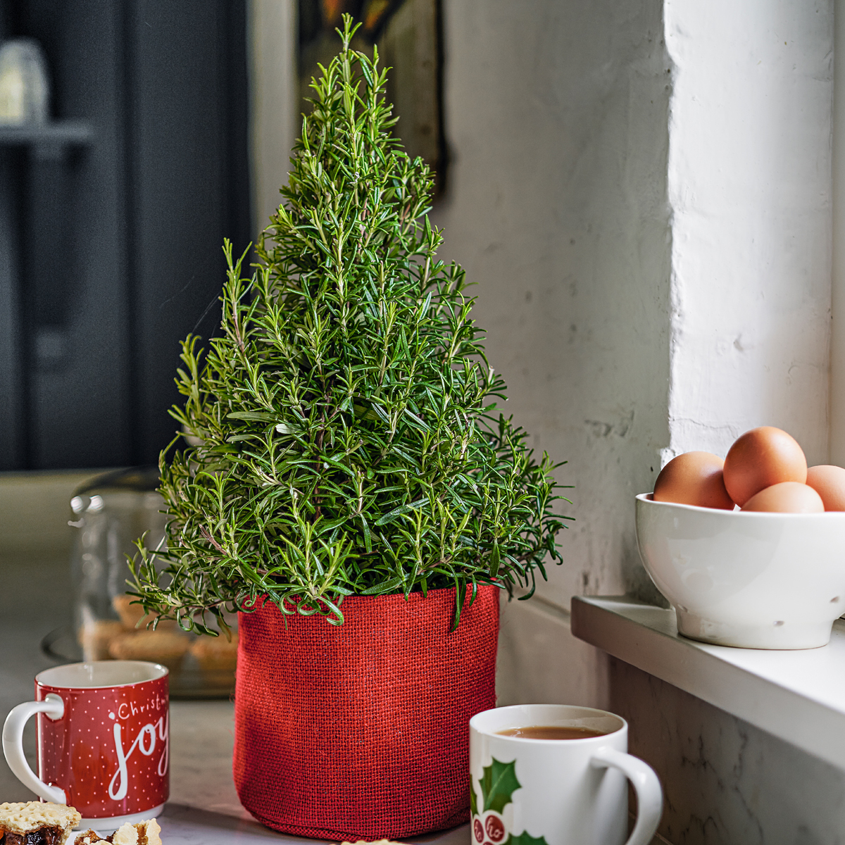 SandraC50027146's tweet photo. This year, we're stocking rosemary Christmas trees for an alternative and more environmentally friendly Christmas decoration. #WeArePartners #WaitroseAndPartners #RosemaryTree https://t.co/mdNuWqGMjy