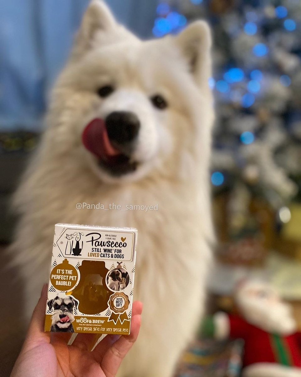 wufwufcouk's tweet photo. Cheers to a fabulous Friday 🥂
🔹️🔹️🔹️
🐶 Panda 📸 https://t.co/HFhNeps4B8 
#wufwuf #wufwufcouk #wufwuffamily #samoyed #samoyedoftheday #FridayFeeling #pawsecco #petwine #merrychristmas #christmasbox https://t.co/i344GX8oDm